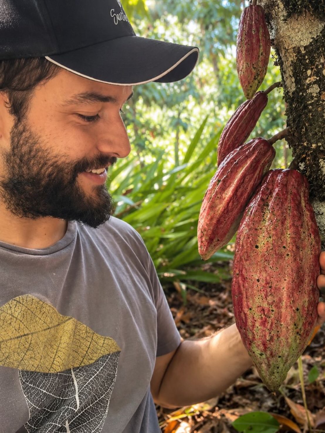 Produtor observando frutos de cacau no pé